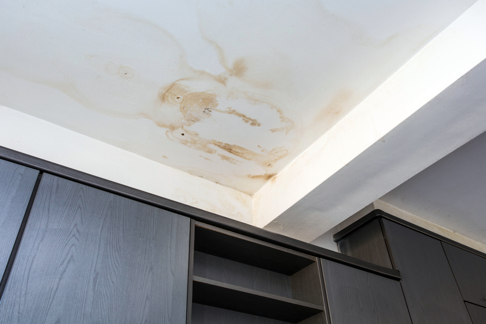Mold Growth: Signs of Water Damage in Walls, Total Restoration