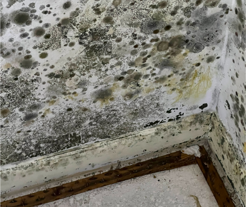 Mold removal img1