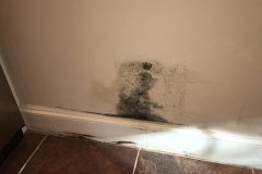 mold-removal01
