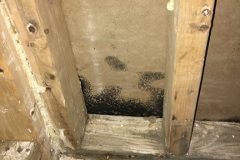 mold-removal03